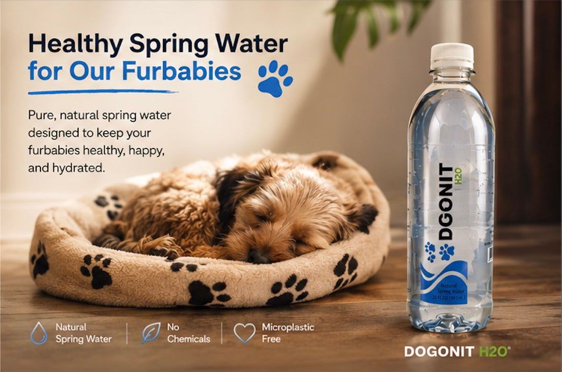 Dog resting beside Dogonit H2O spring water